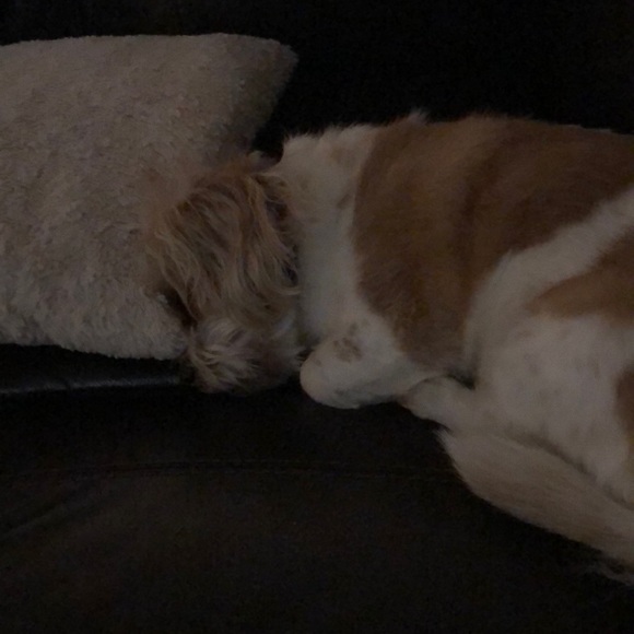 Meet your Posher, Bridget - Picture 1 of 1